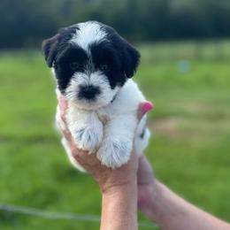 Cruise - Green Boy - Parti male Miniature Schnauzer puppy in Oneonta, Alabama from Murphree Valley Kennels