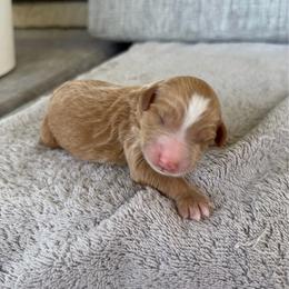 Boy 7 - Red male Bernedoodle puppy in Spring Hill, Florida from Ohana Doodles