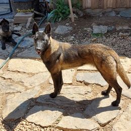 IZZY - Fawn sable Belgian Malinois puppy in Elizabethton, Tennessee from Forever Family K9