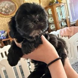 Blitzen- Born Christmas Day - Black and white male Shihpoo puppy in Whitehall 18052, Pennsylvania from Lilli’s Shih tzus and Shih poos