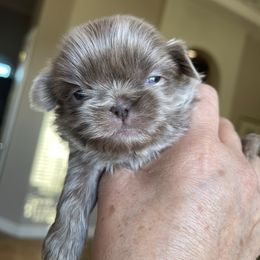 Hazel - Silver female Shih Tzu puppy in Oak Hills, California from High Desert  Shih Tzu