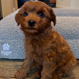 Chandler - Red  male Goldendoodle puppy in South Jordan, Utah from Wasatch Pup