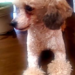 Poodles from Keta Young