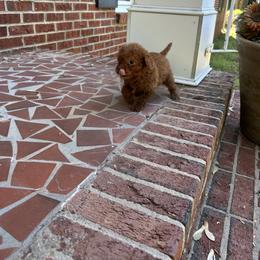 Viktor - Red  male Goldendoodle puppy in Mint Hill, North Carolina from DoodleForever