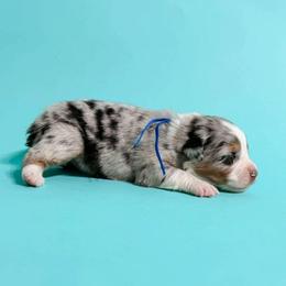 Flint - Blue merle male Australian Shepherd puppy in Placerville, California from BFF Aussies