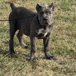Girl 1 - Gray brindle female Cane Corso puppy in Highland, Illinois from C&I Elite Cane Corso