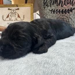 Boy 2 - Black male Cocker Spaniel puppy in Phil Campbell, Alabama from Sandra Clark's Cocker Spaniels