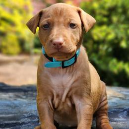Luna - Chestnut female Pharaoh Hound puppy in Snohomish, Washington from ACE Pharaoh Hounds