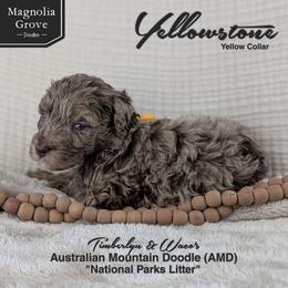 Yellowstone - Yellow Collar - male Australian Mountain Doodle puppy in Oxford, Alabama from Magnolia Grove Doodles