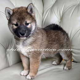 Tamaya - Red female Shiba Inu puppy in Tualatin, Oregon from Shiba Paradise