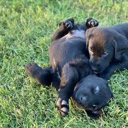 Labrador Retriever Puppies from Fatcity Labradors