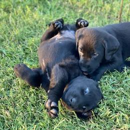 Labrador Retriever Puppies from Fatcity Labradors