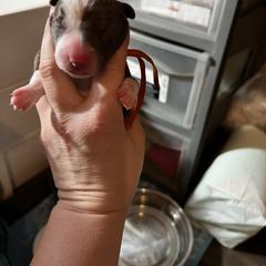 Edgar Allen Poe (Poe) - Red and white male McNab puppy in Pittsburgh, Pennsylvania from Allegheny McNab Shepherds