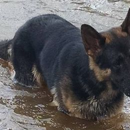 German Shepherds and Pembroke Welsh Corgis from Cobyco