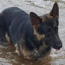 German Shepherds and Pembroke Welsh Corgis from Cobyco