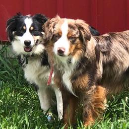 Miniature Australian Shepherds from SK Aussie’s
