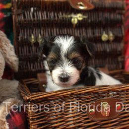 Biewer Terrier Puppies from Biewer Terriers of Florida Dawn