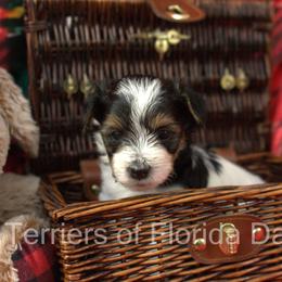 Biewer Terrier Puppies from Biewer Terriers of Florida Dawn