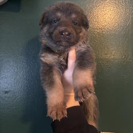 Benjii - Blue male German Shepherd puppy in Watervliet, Michigan from M&M Shepherd Farms