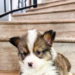 Wonder - Sable male Pembroke Welsh Corgi puppy in Phelan, California from Desert Sunset Pembroke Welsh Corgis