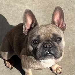 Millie - French Bulldog