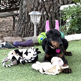 Doberman Pinscher Puppies from Rangewood Kennel