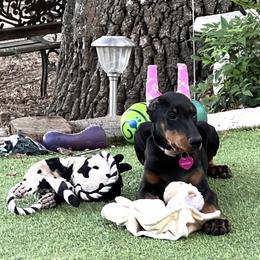 Doberman Pinscher Puppies from Rangewood Kennel