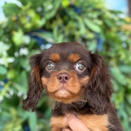 Arthur - Chocolate male Cavalier King Charles Spaniel puppy in Laurel, Mississippi from Malu Lani Cavaliers
