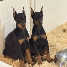 Female - Black and rust female Doberman Pinscher puppy in Tallmadge, Ohio from Premier Dobermans