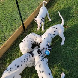 Dalmatian Puppies from Spotted Way Dalmatians