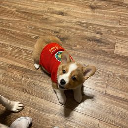 Pembroke Welsh Corgi Puppies from GLC Corgis