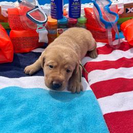 Green Collar Female - Yellow female Labrador Retriever puppy in Hurtsboro, Alabama from PARK’s Family Farm