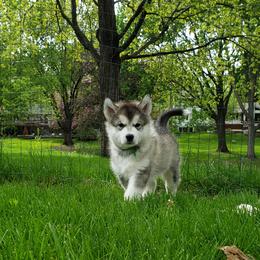 Alaskan Malamute Puppies from Delphi Alaskan Malamutes