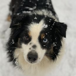 Maggie - Miniature Australian Shepherd