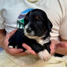 Moose - Tri-color male Bernedoodle puppy in Ferguson, North Carolina from Elevated Standards NC