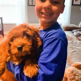 Goldendoodle Puppies from Raintree Doodles