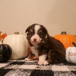 "Malificent" Miniature Australian Shepherd and Toy Australian Shepherd Puppies from Brigs Aussies