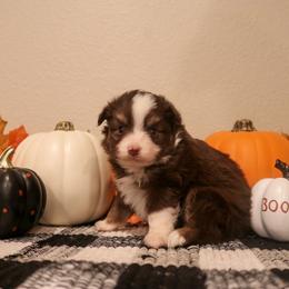 "Malificent" Miniature Australian Shepherd and Toy Australian Shepherd Puppies from Brigs Aussies