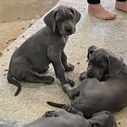 Great Dane Puppies from Lazy A Danes