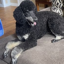 Finnley - Bernedoodle