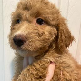 Girl 1 - Apricot female Aussiedoodle puppy in Columbia, Kentucky from Burton's Precious Doodles