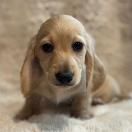 Boy 5 - Cream male Dachshund puppy in Chehalis, Washington from McJazzin Doxies
