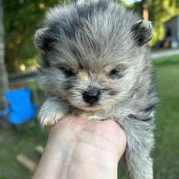 Sprinkle - Blue merle male Pomeranian puppy in Zavalla, Texas from Precious Puff Poms