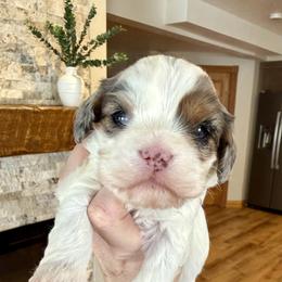 Velvet - Merle female Cavapoo puppy in Midland, Michigan from Northern Charm Farm
