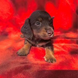 Lynn - Chocolate female Dachshund puppy in Trinity, Texas from Signature Sloan - Long Hair Dachshunds