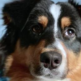 Australian Shepherds from Griffin Tides - Australian Shepherds
