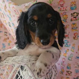 Fiona: Black and Tan Longhaired Piebald Female - Piebald female Dachshund puppy in Georgetown, South Carolina from Hartleys Dachshunds