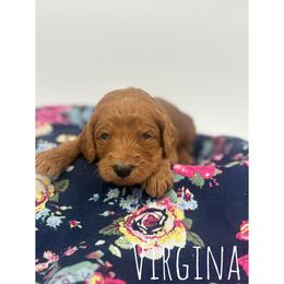 Virginia - Red  female Goldendoodle puppy in Smithfield, Kentucky from KBK9 Kennels