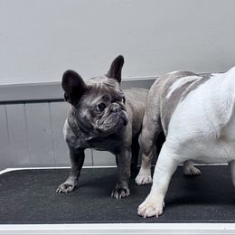 French Bulldog puppies from Arrow Dynamic Frenchies
