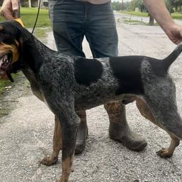 Bluetick Coonhounds from RE Hounds